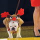 Illustration for article titled Going To The Dogs